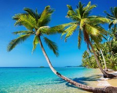 palmiers sur une île paradisiaque